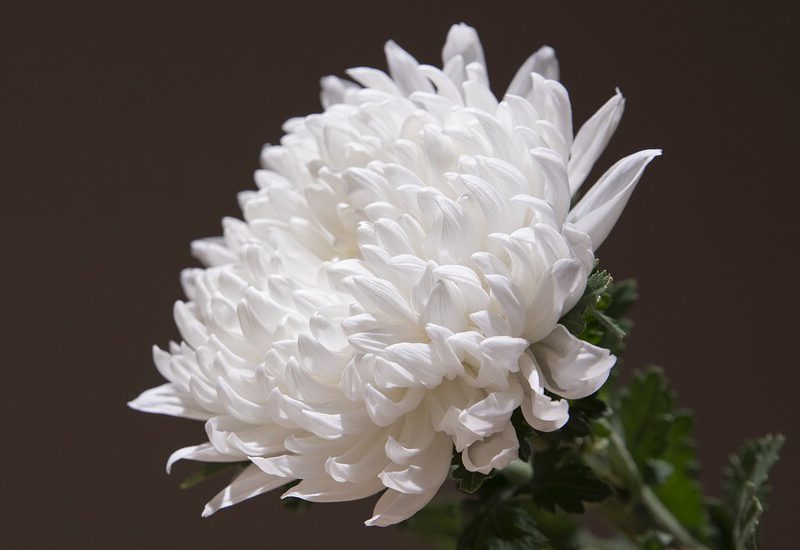 chrysanthemum-5253659_1280