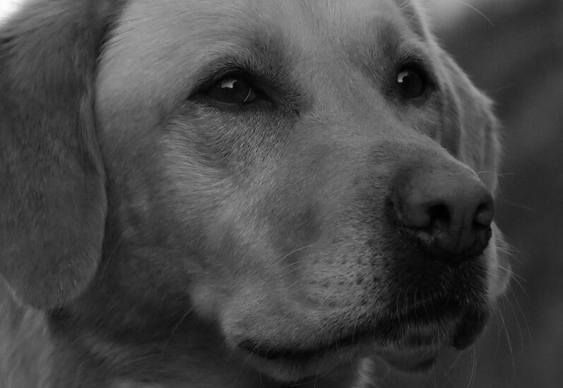 dog-2354080_1280