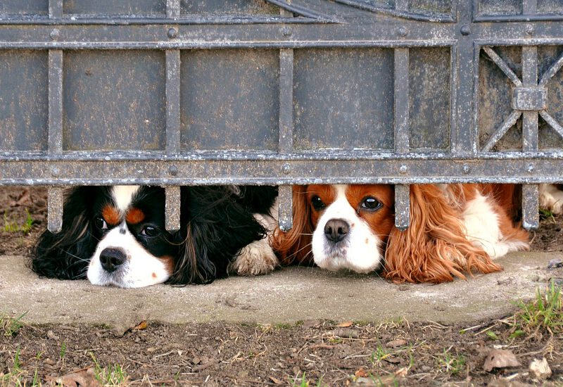 dog-2817391_1280