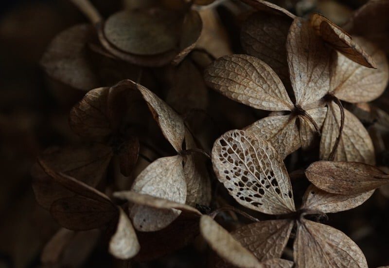 leaves-8390274_1280